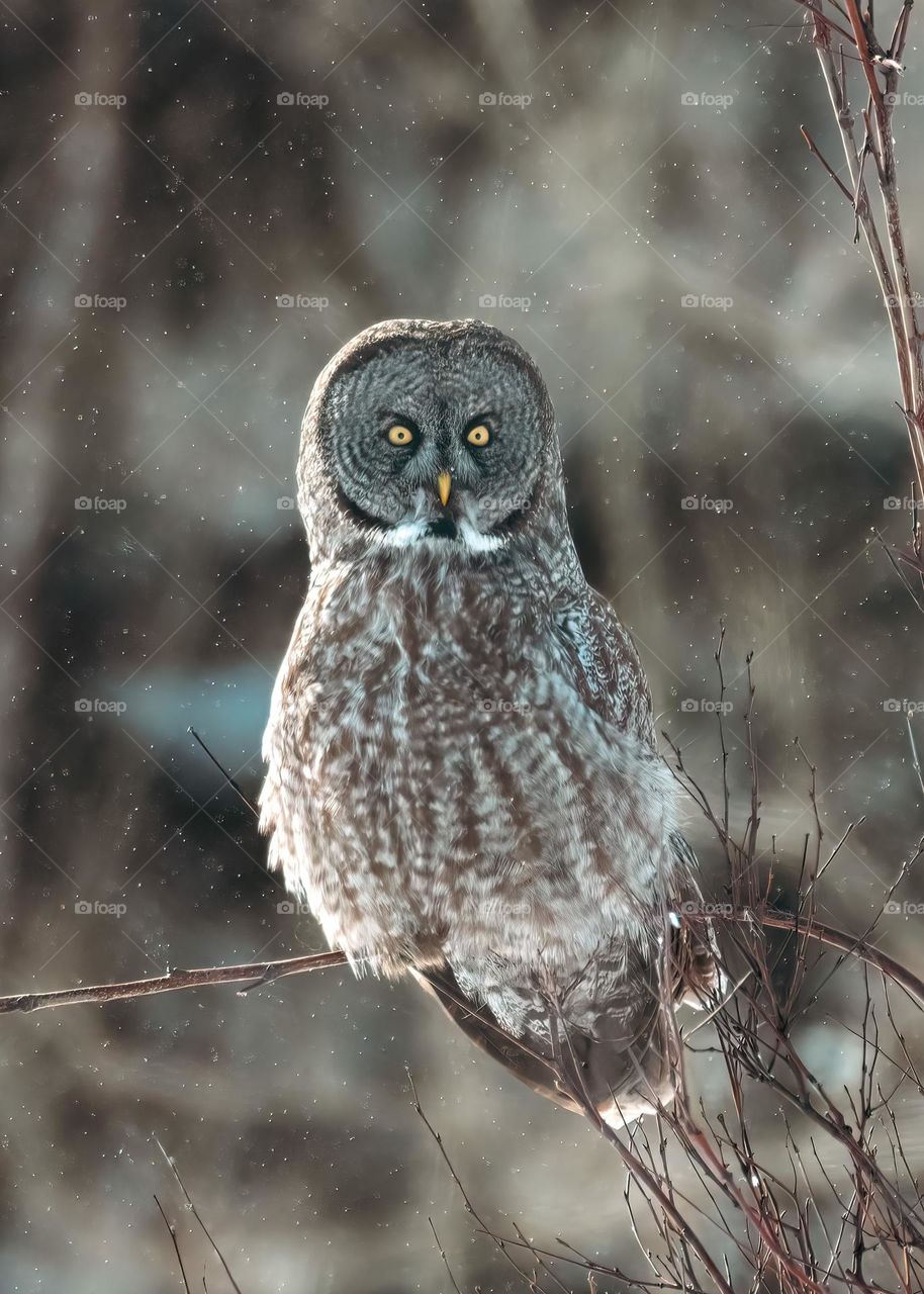 Great gray owl (Strix nebulosa) perched on a small branch, with snow flakes, vertical
