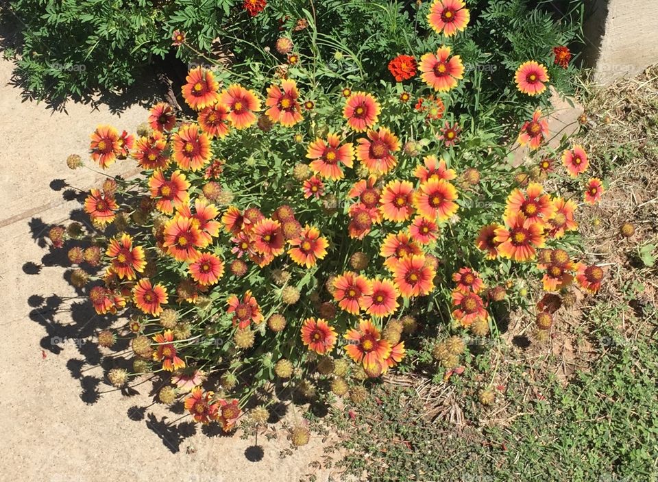Red Indian Blanket flowers, growing inside a dry flower bed, in the desert. 