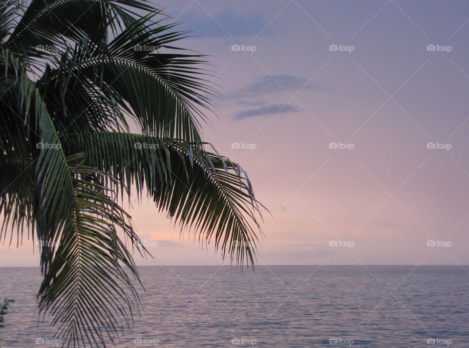 Caribbean Palm
