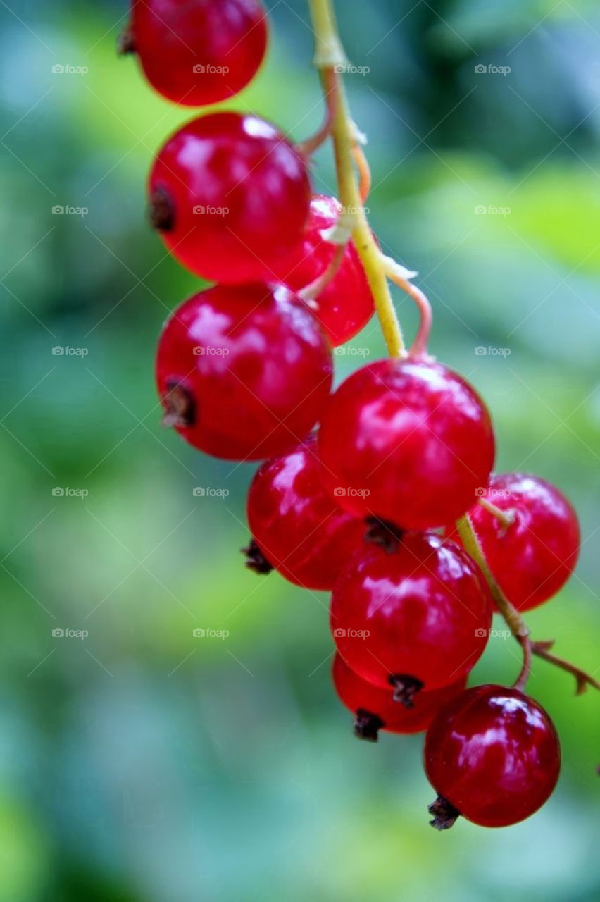 garden botanical macro red by merethe