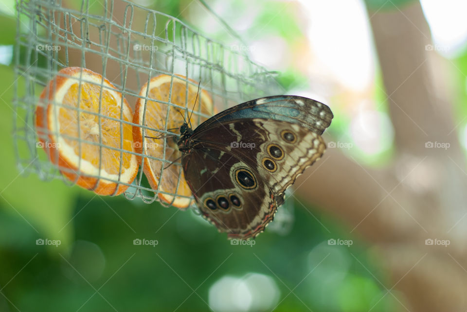 Butterfly on orange slice