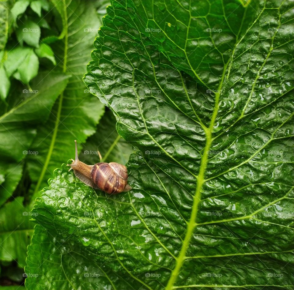 A Snail on a Big Dock Leaf in the Garden after All Day of Rain