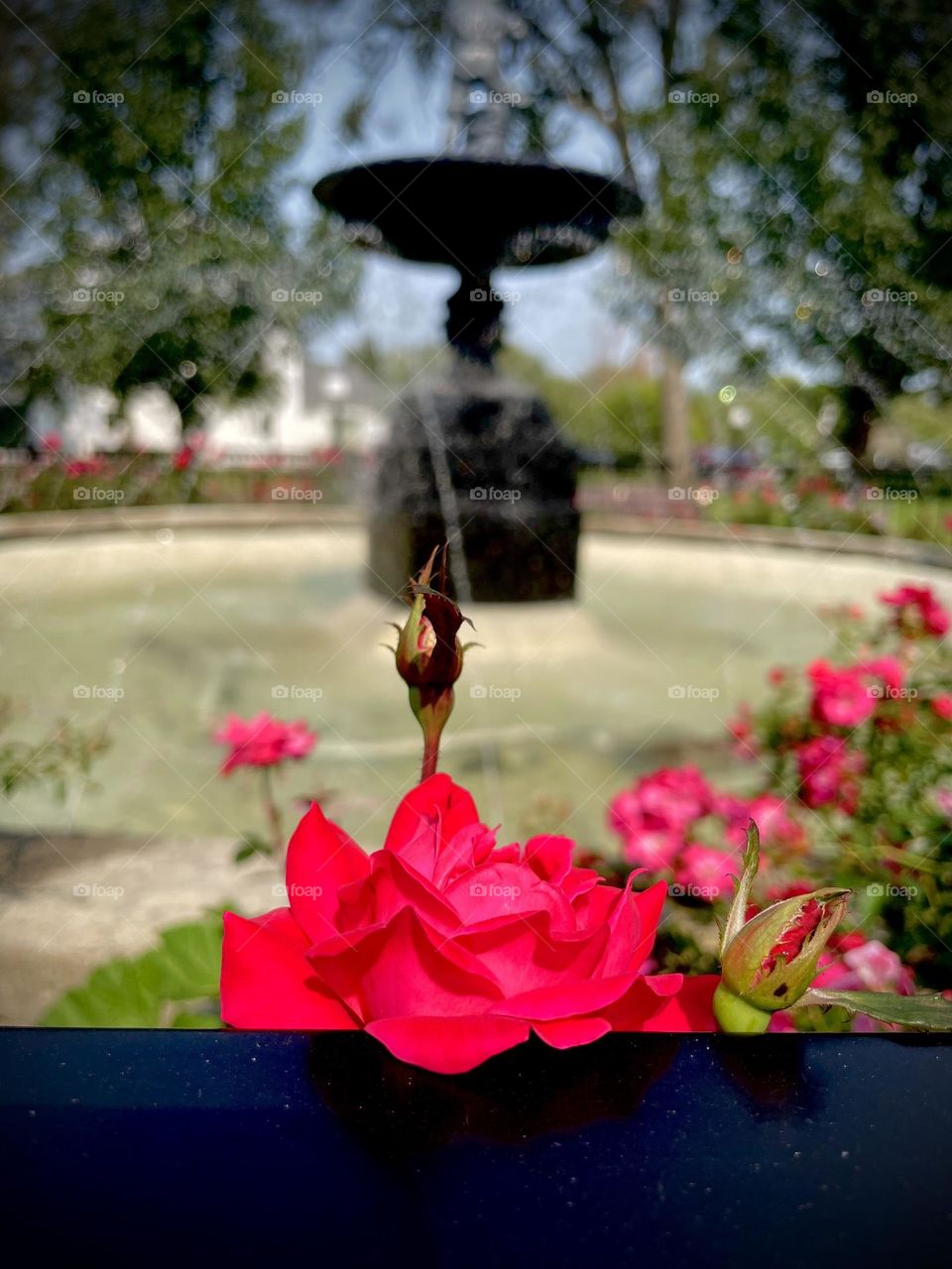 Beautiful fountain with bold flowers on railing surrounding water