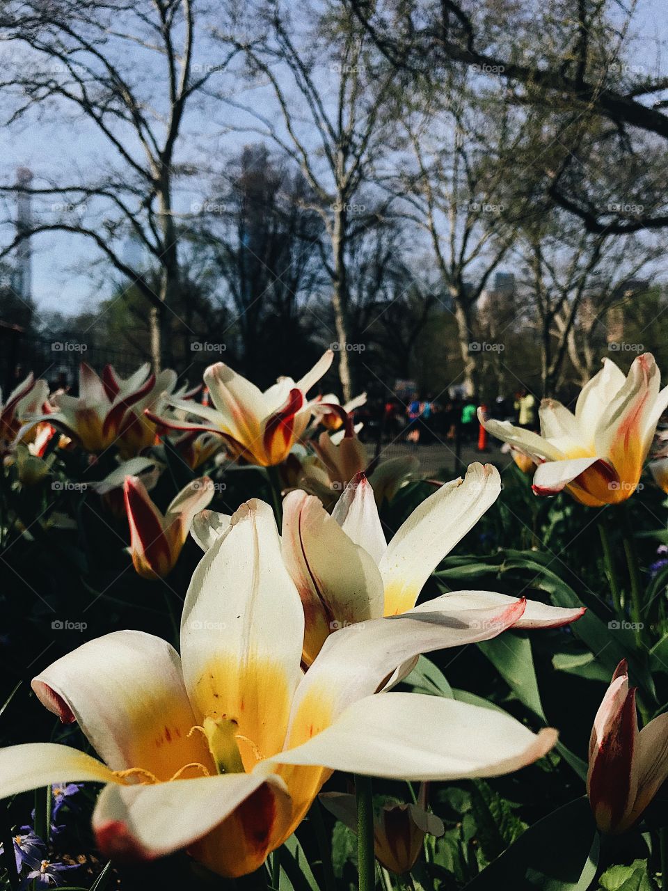 Beautiful Flowers in Central Park