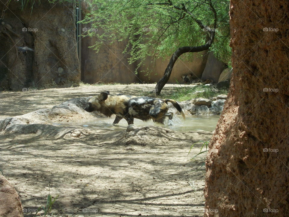 African wild dogs at the zoo