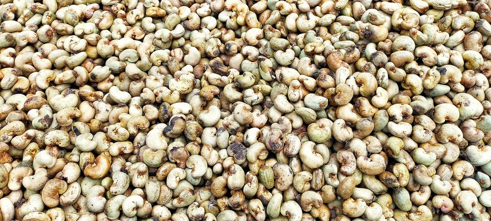 Raw cashew nuts placed for drying.