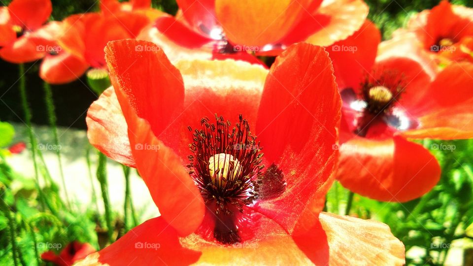 beautiful red poppy flowers or papaver somniferum