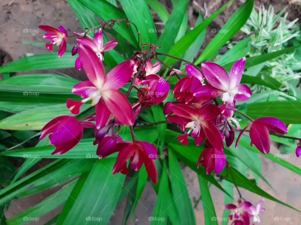 This is a one of beautiful flowers in my garden. Name: Orchidaceae, Family: Orchidaceae; Juss, Kingdom: Plantae, Order: Asparagales.