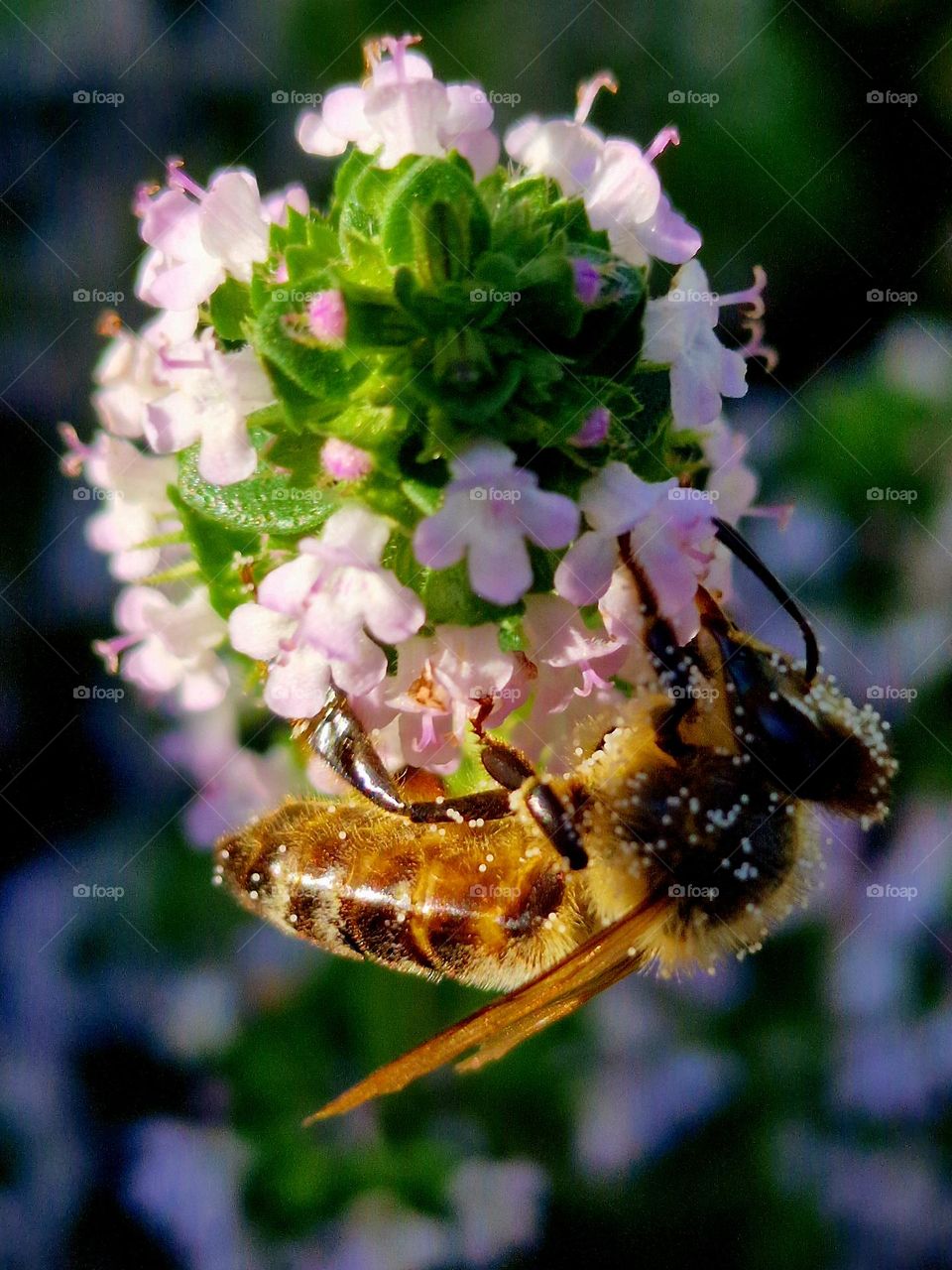 flower and bee