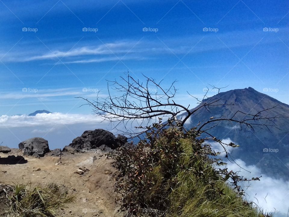 the dry tree at the top of the mountain
