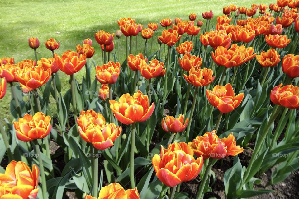 Close-up of blooming tulips