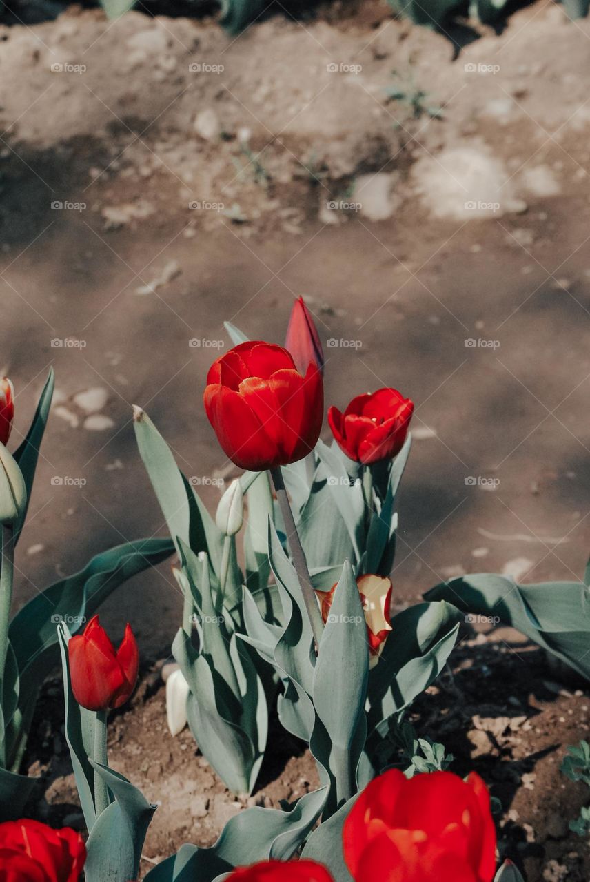 Italian tulips