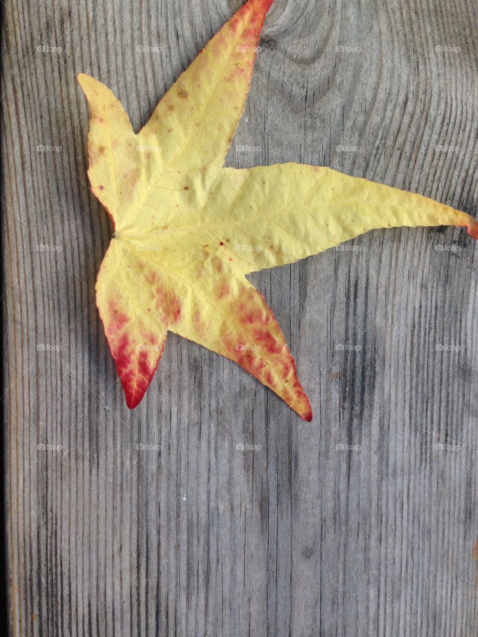 Autumn fall leaf yellow background with wooden copy space 