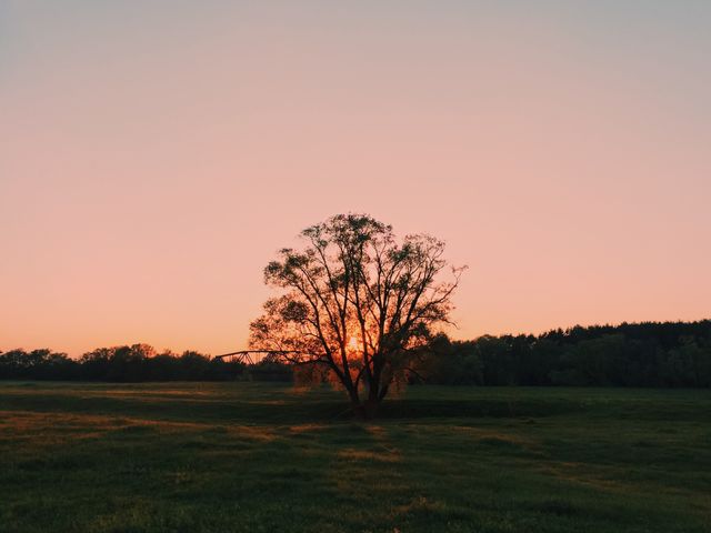 tree