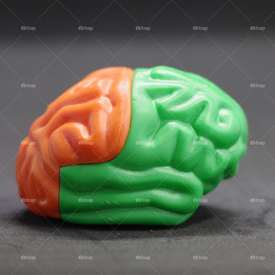 Build your own brain. A plastic model of the human brain and skull.