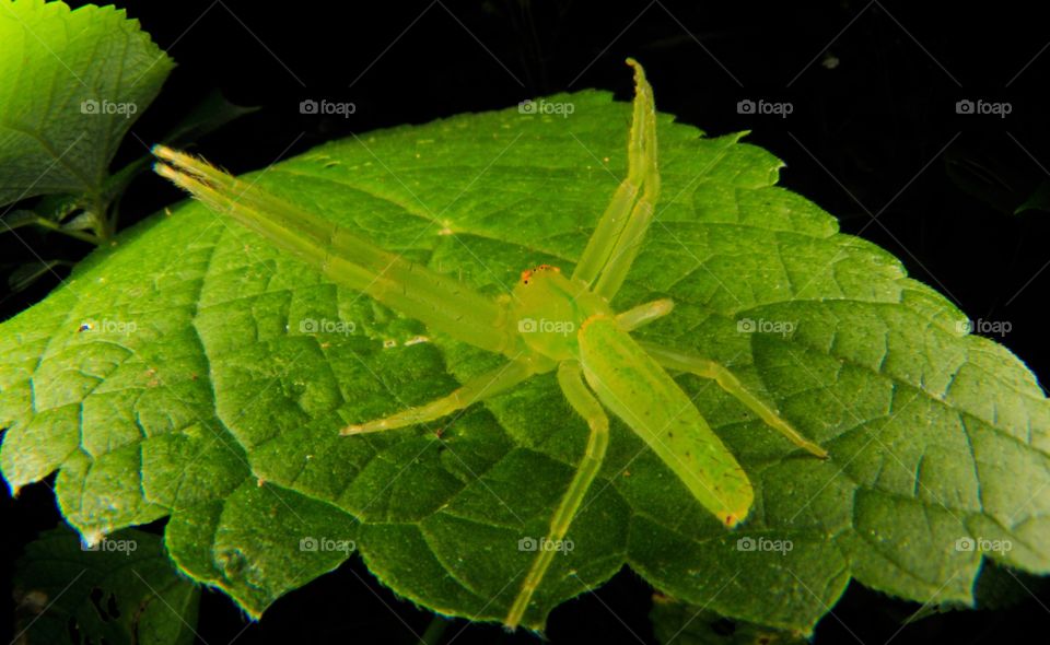 Green little spider