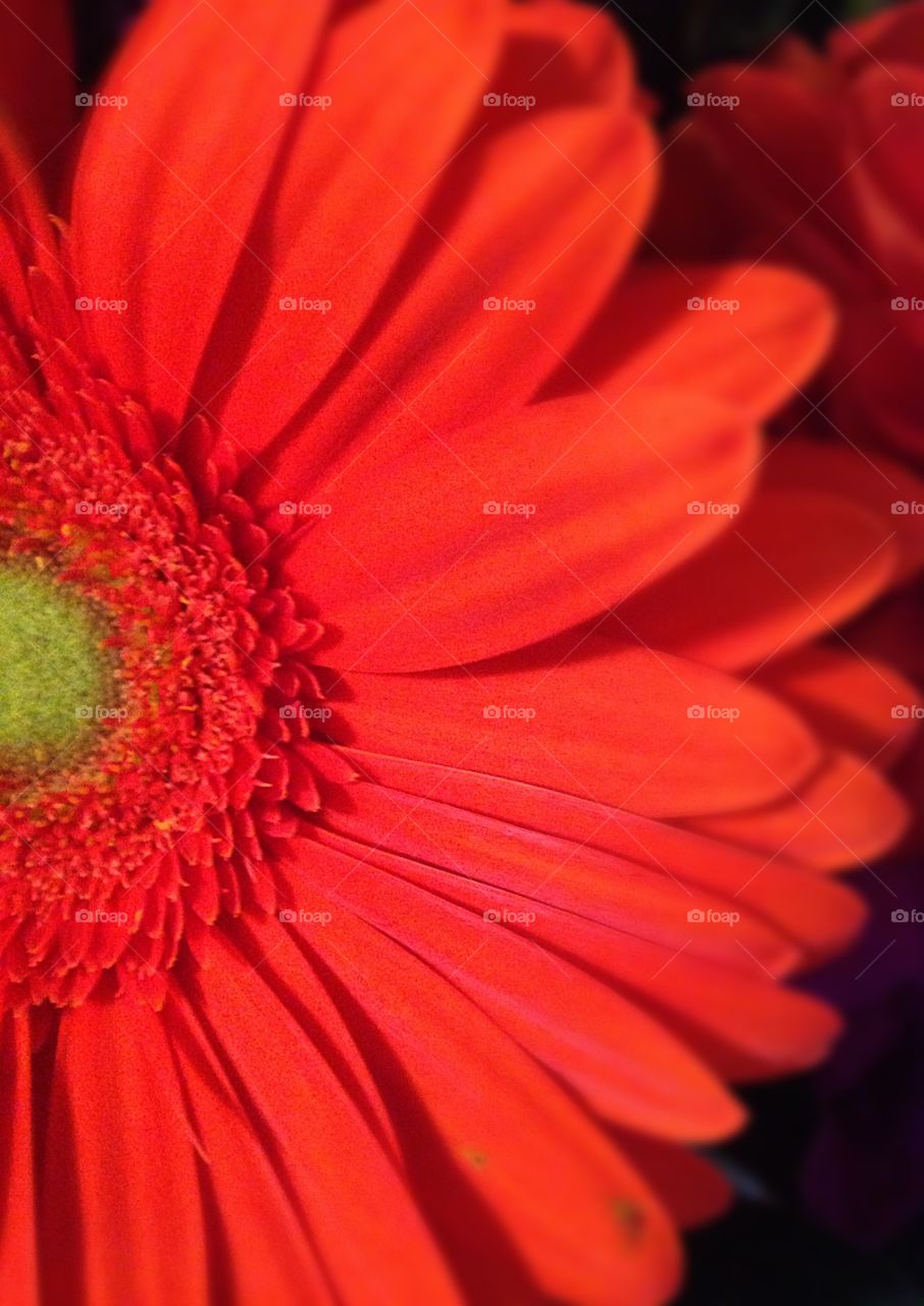 Gerbera daisy in a wedding anniversary bouquet 