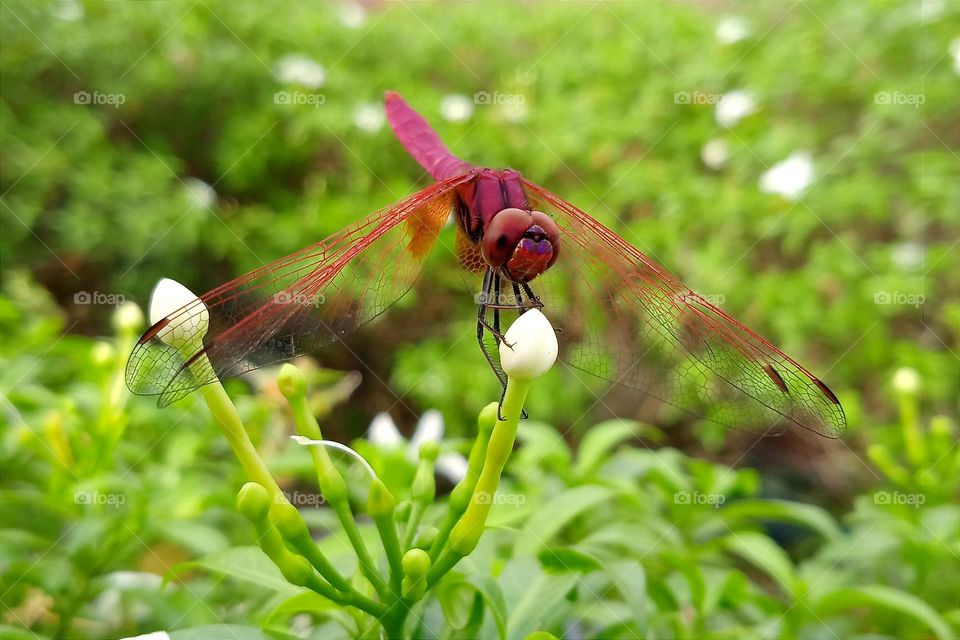 Red dragonfly.