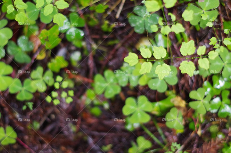 Green clovers on the brown forest floor