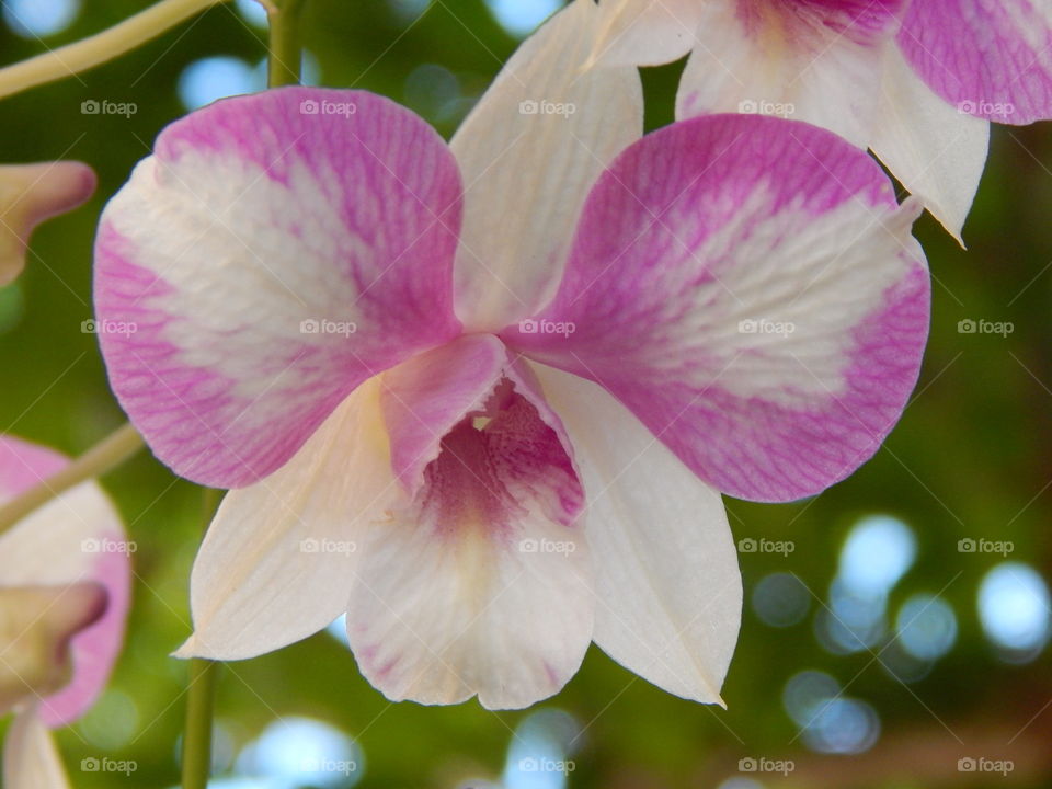orchid