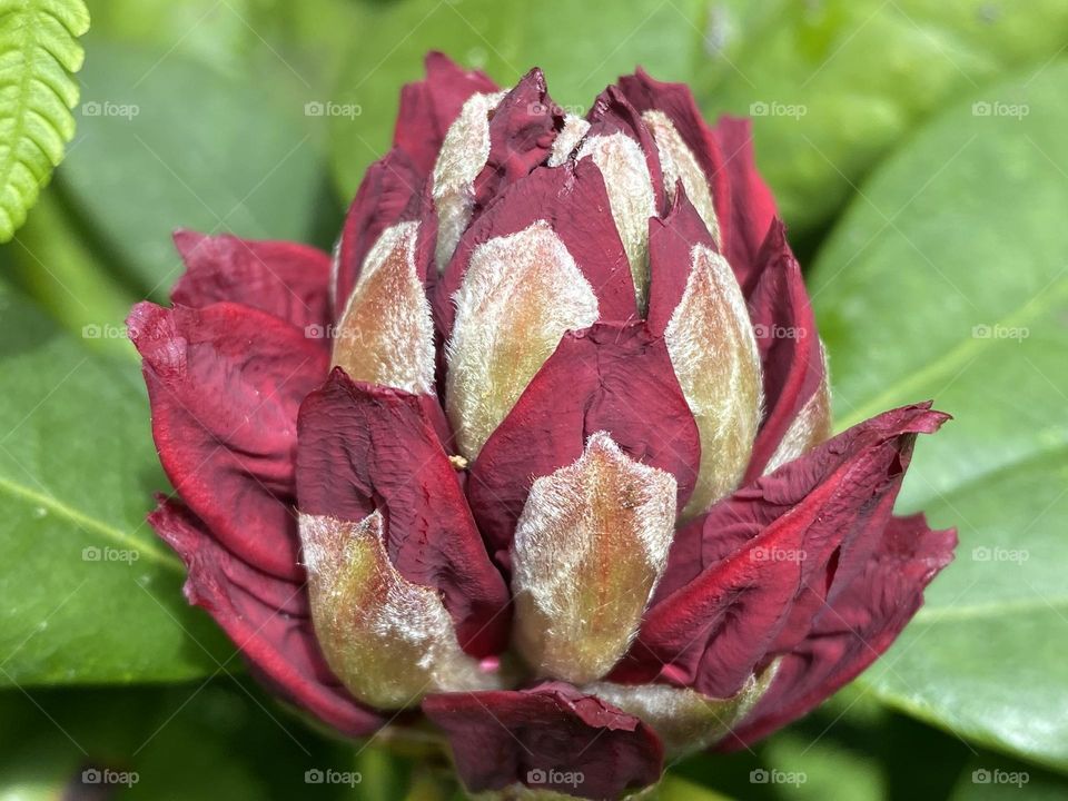 A close up of a Flower 