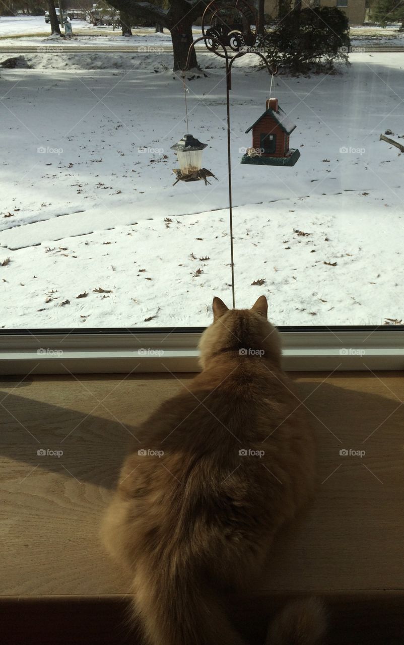 Cat looking out bay window at the birds and snow