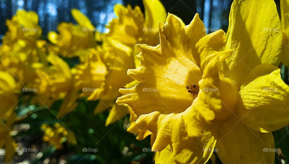 Yellow Flowers in Summer