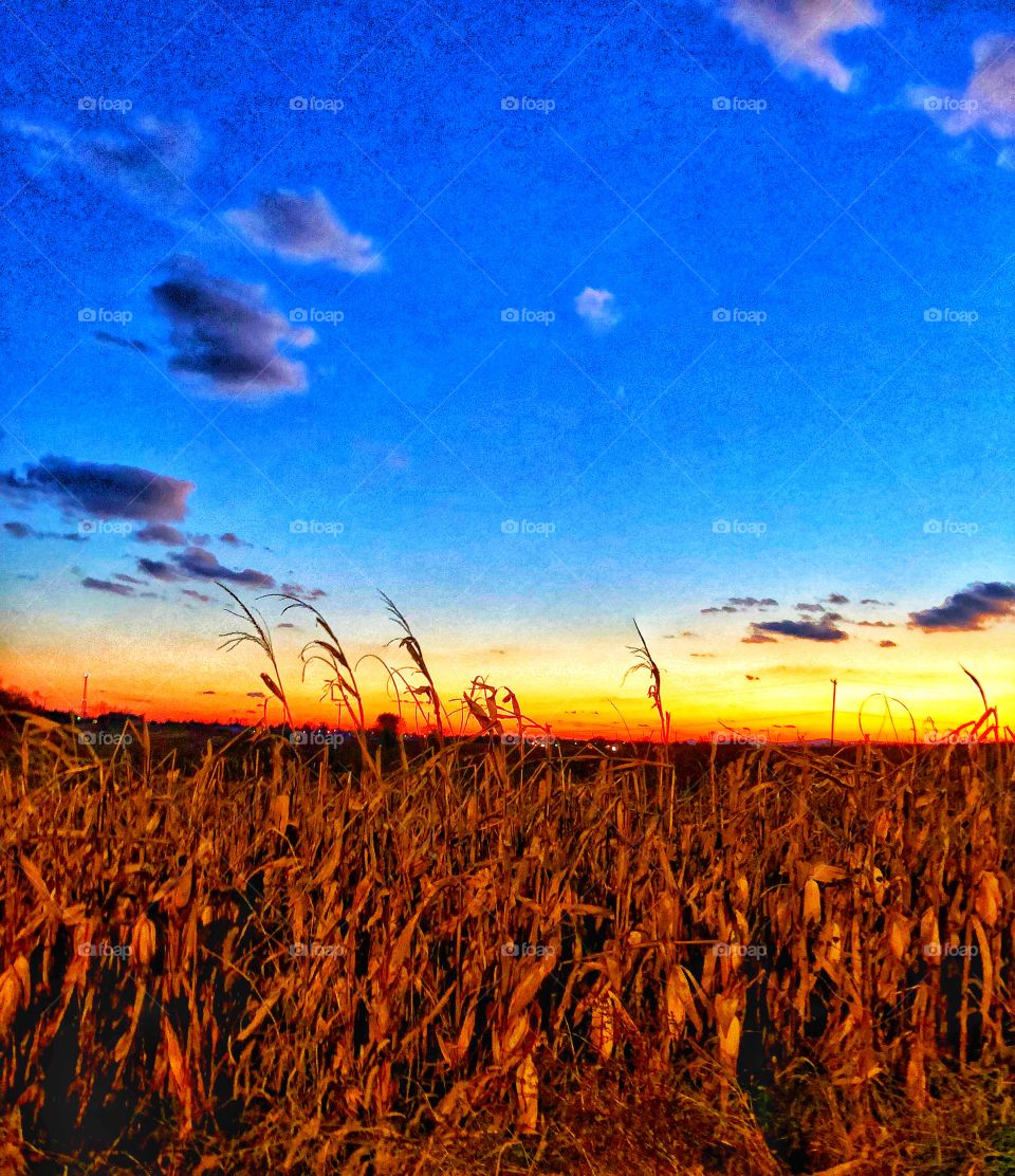 Cornfields sky sunset 