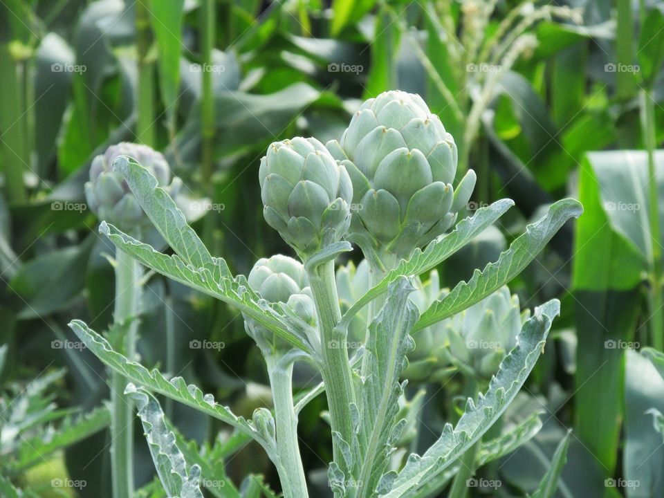 green artichokes close up