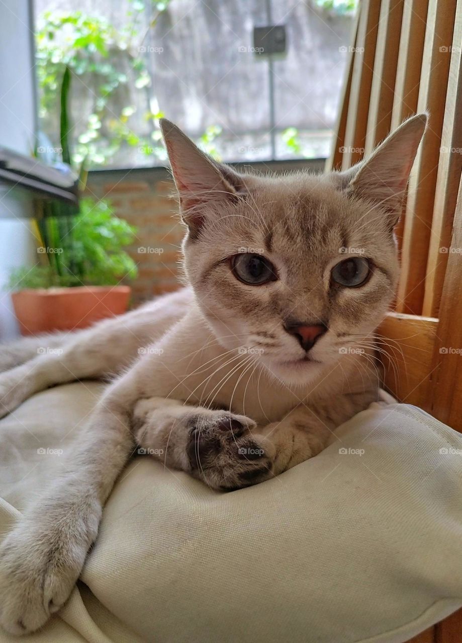 White kitten with an orange muzzle sitting on her pillow, near a window that shows a sunny day, looking attentively at the person who is photographing her