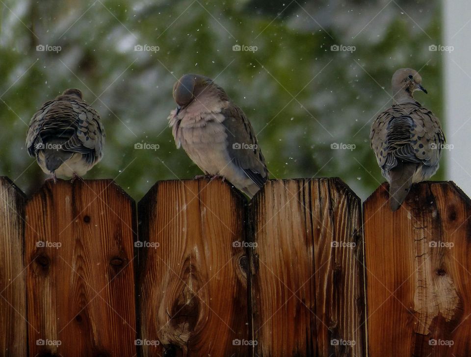 Three doves on a fence
