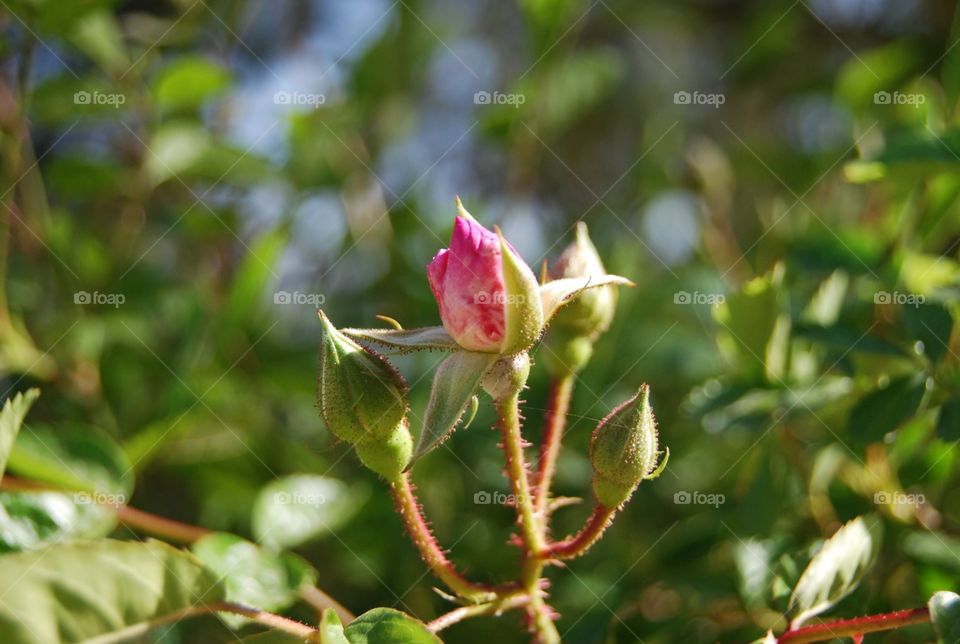 Nature, Flower, Leaf, Flora, Garden