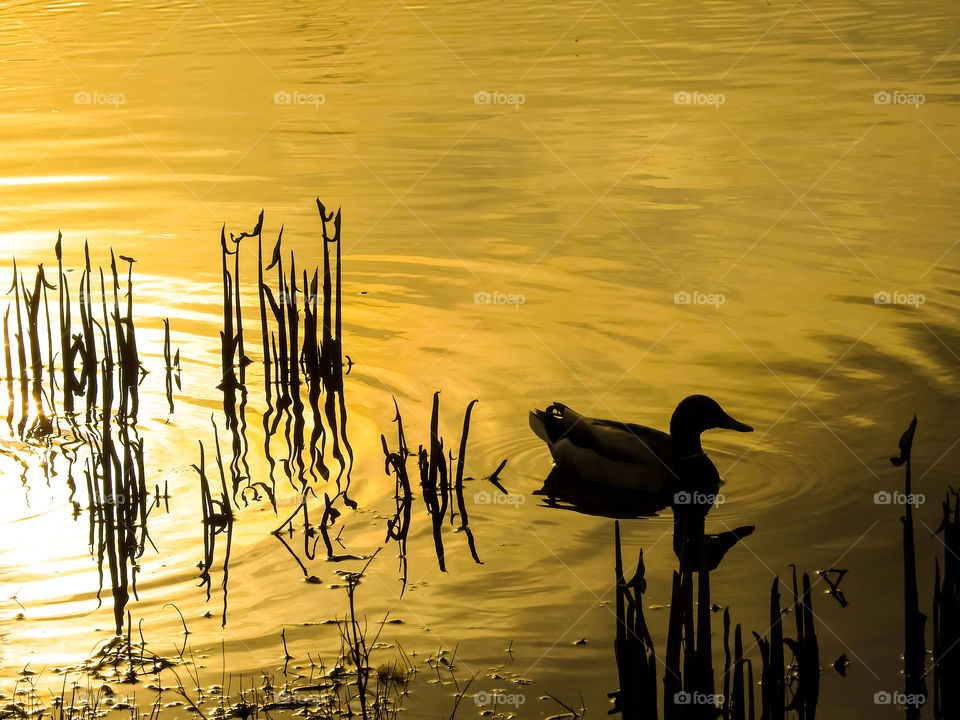 Duck Swimming In A Pond At Sunset