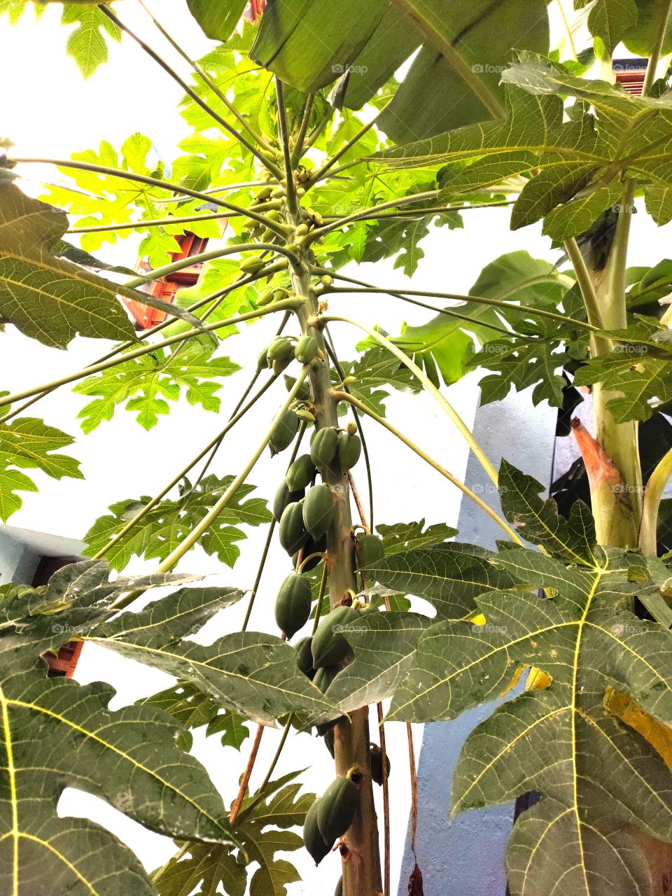 Papaya Tree With Fruits,Bless of Nature