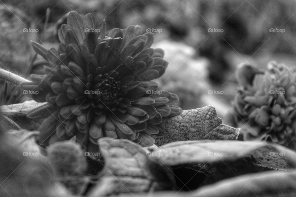 Nature, Monochrome, No Person, Flower, Flora