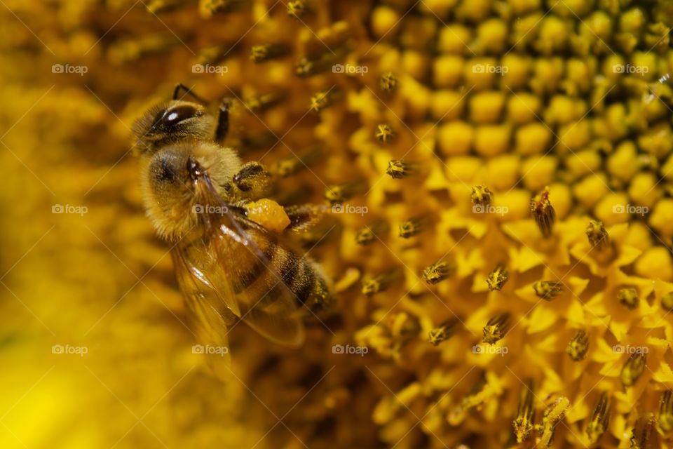 Pollen is everything