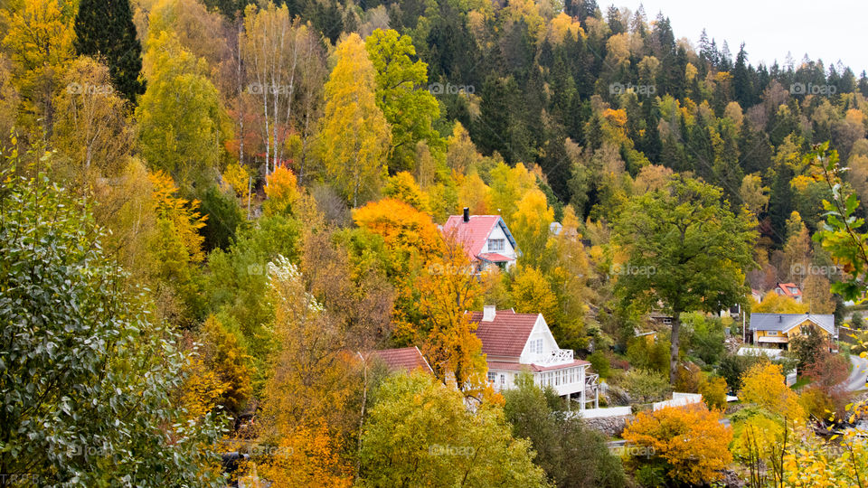 cottages on the hillside surrounded by the autumn foliage