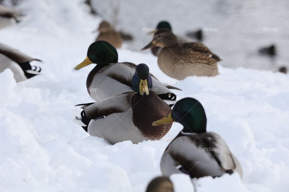 Ducks on the snow 