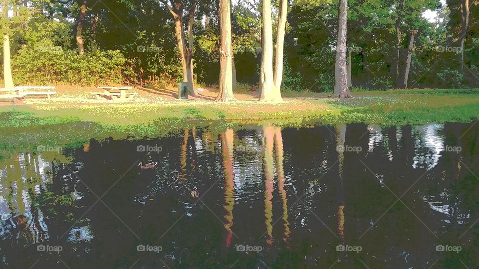reflection of trees
