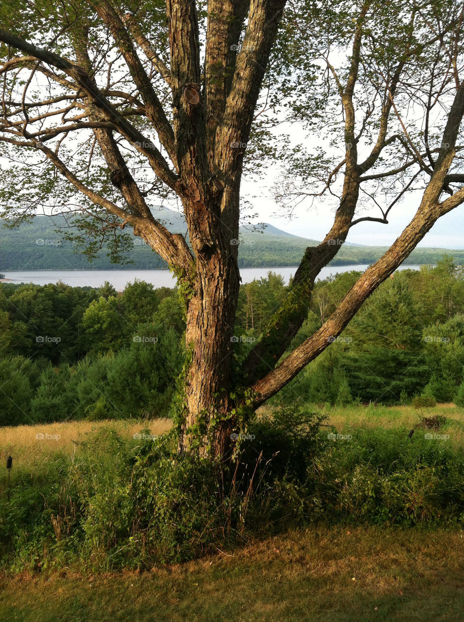 nature tree new mountains by snapd
