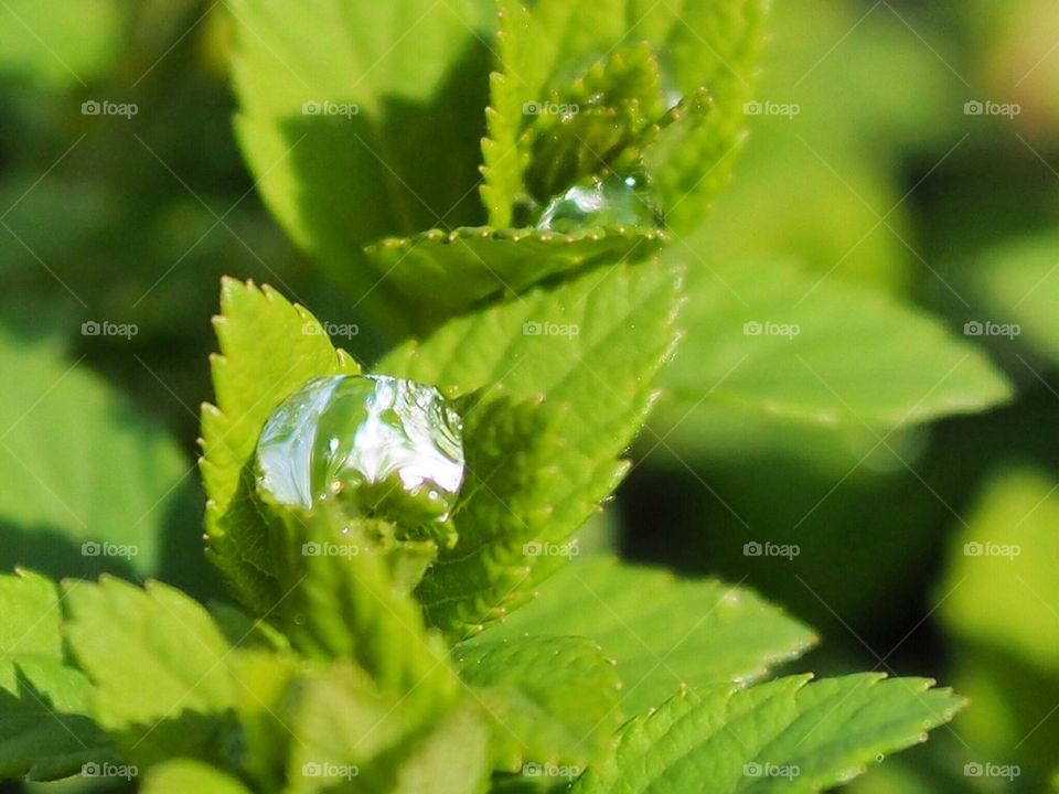 Water drop on leaf