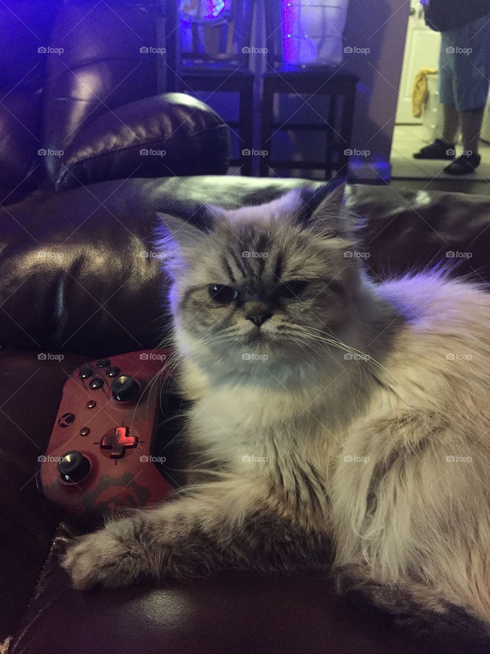 Timmi
Persian cat 
Playing Xbox 
Taken at home 