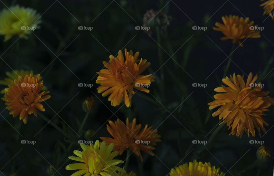 yellow flowers in garden