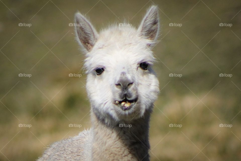 Closeup of my dude, Paco, and his goofy smile! Hey what better name for an alpaca 🦙