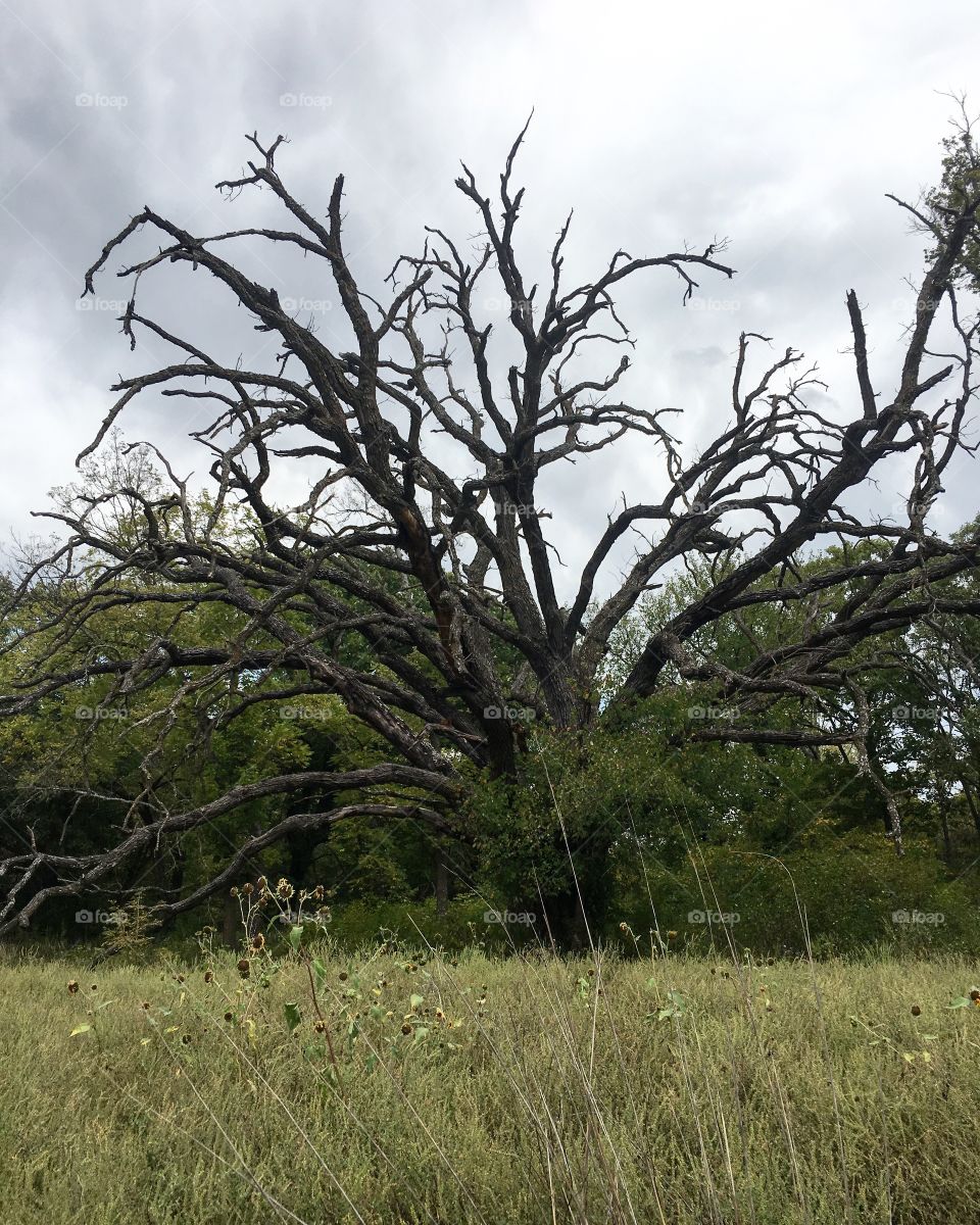 Beautiful tree along the hiking trail at the Konza Prairie near Manhattan Kansas. 