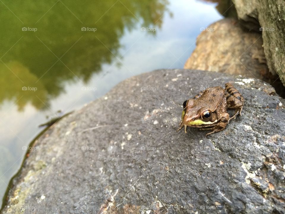 Baby frog near my pond
