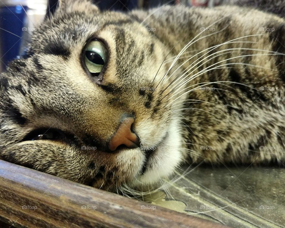 Maxwell napping on a mirr