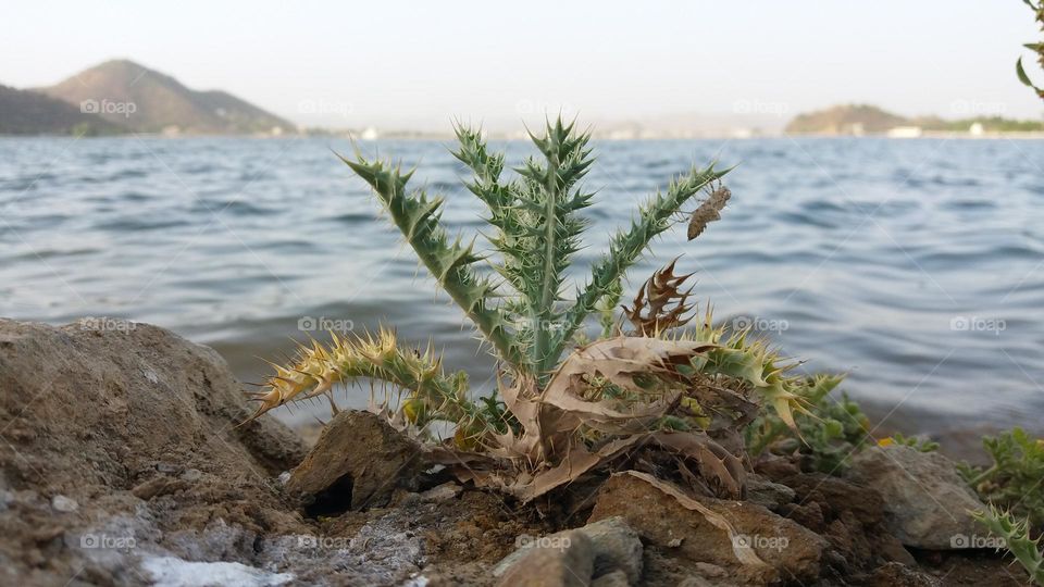 With the waves with Dmental