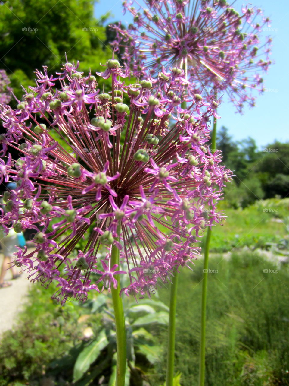 Flower balls 