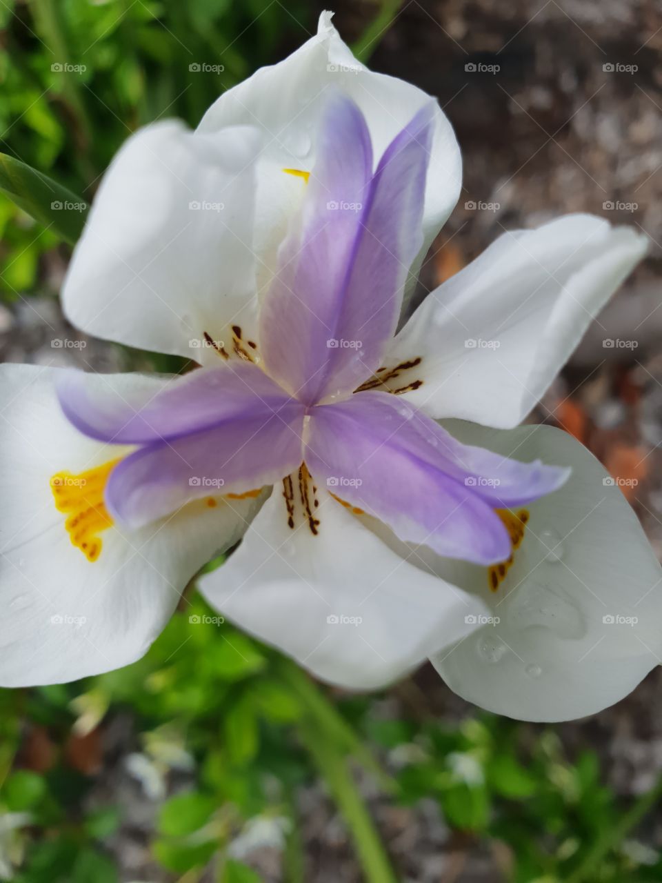 Flower close up